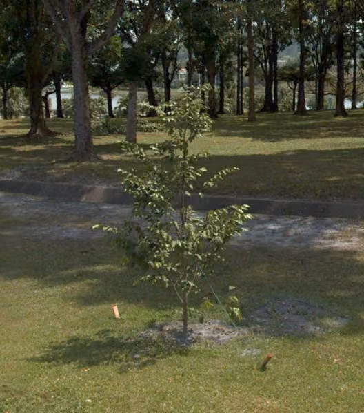 tree photo