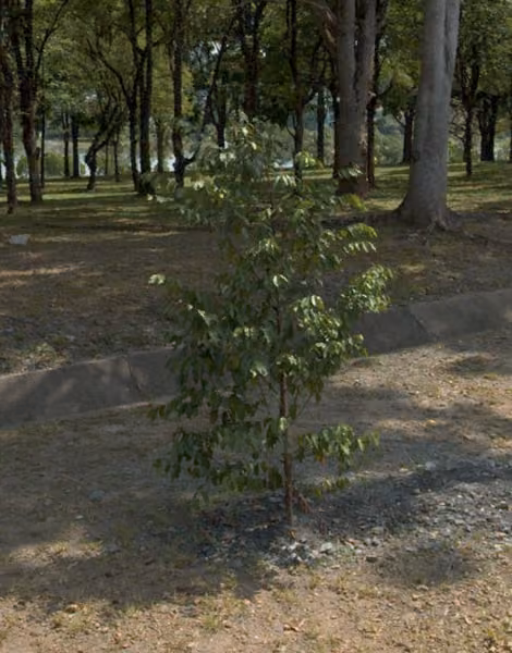 tree photo