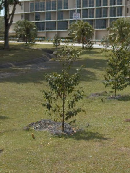 tree photo