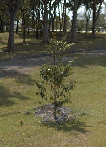 tree photo