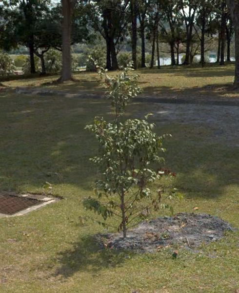 tree photo