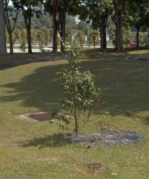 tree photo