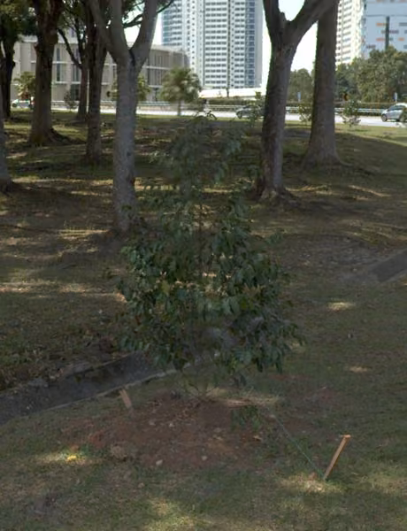 tree photo