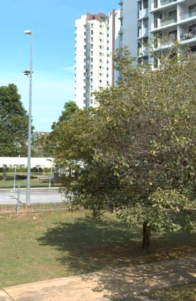 tree photo