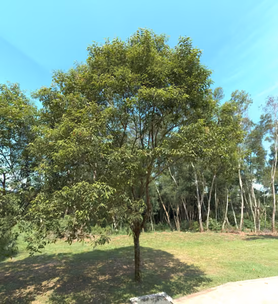 tree photo