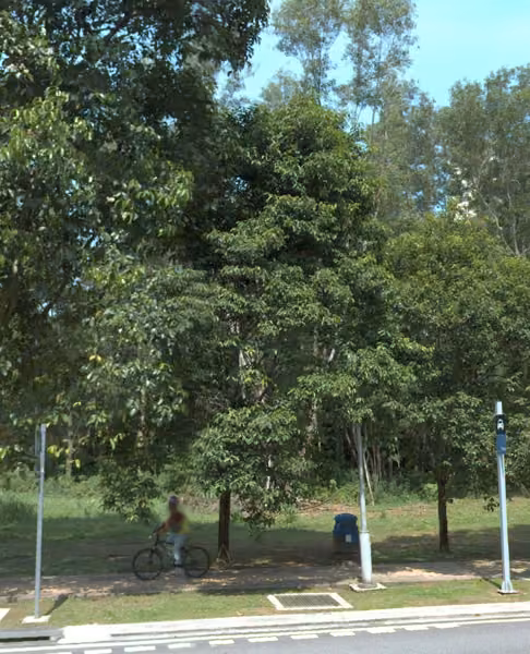 tree photo