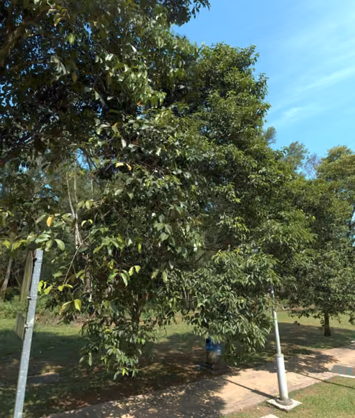 tree photo