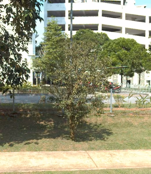 tree photo