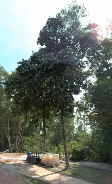 tree photo