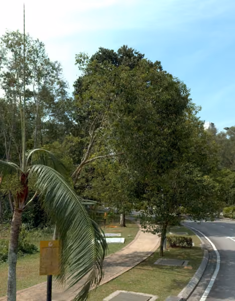 tree photo