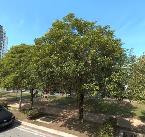 tree photo