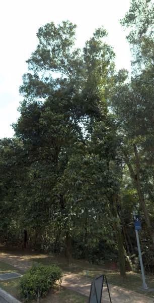 tree photo