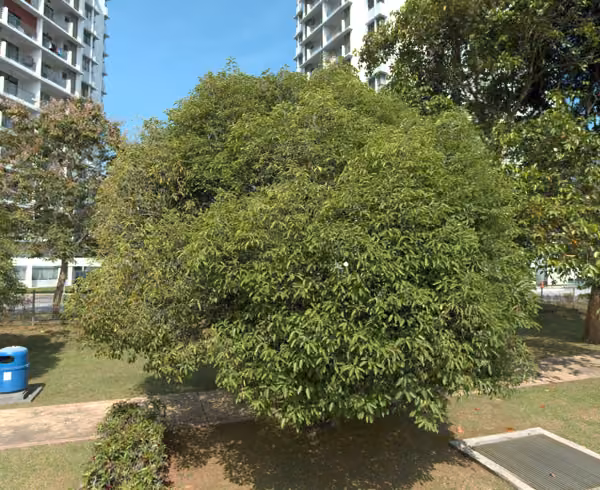 tree photo