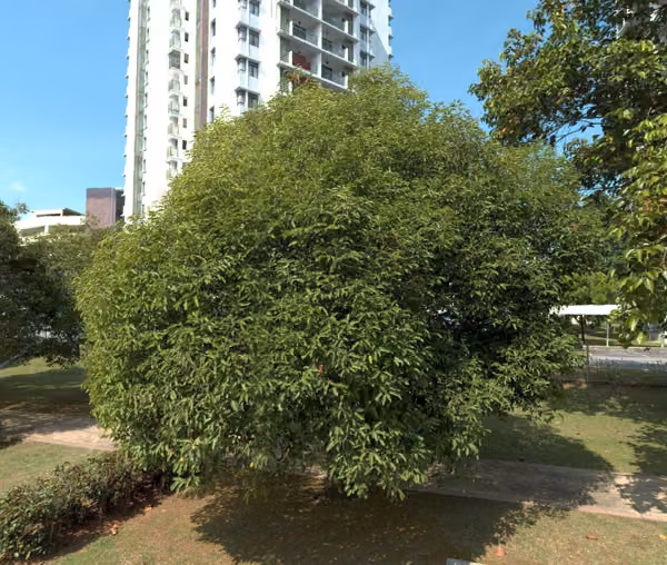tree photo