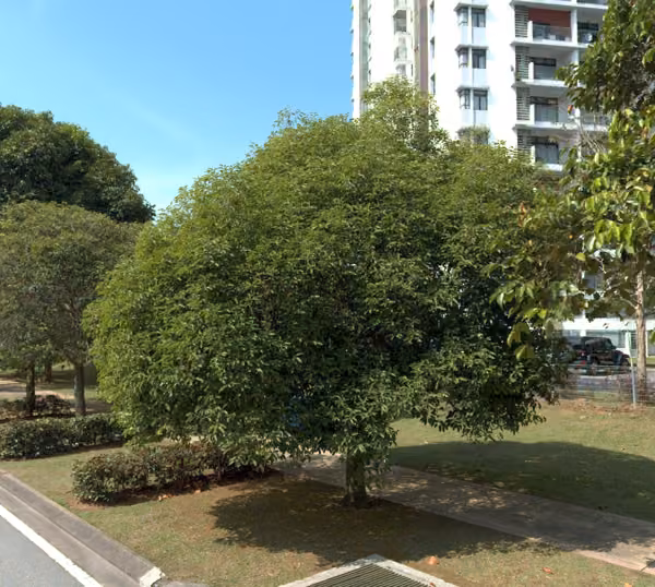 tree photo