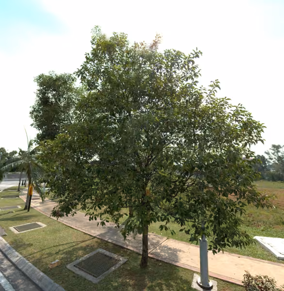 tree photo