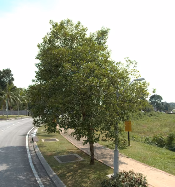 tree photo