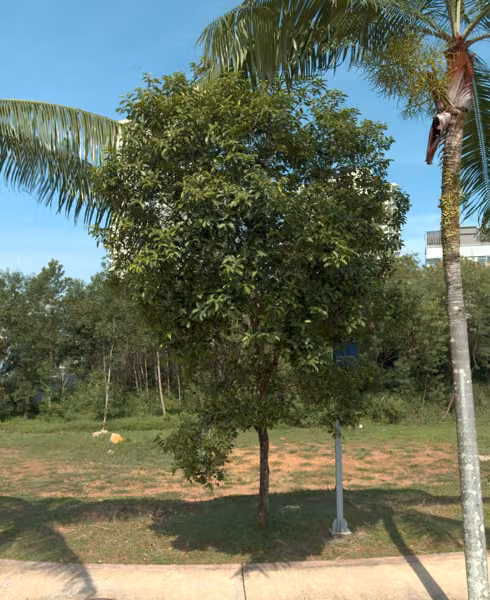 tree photo