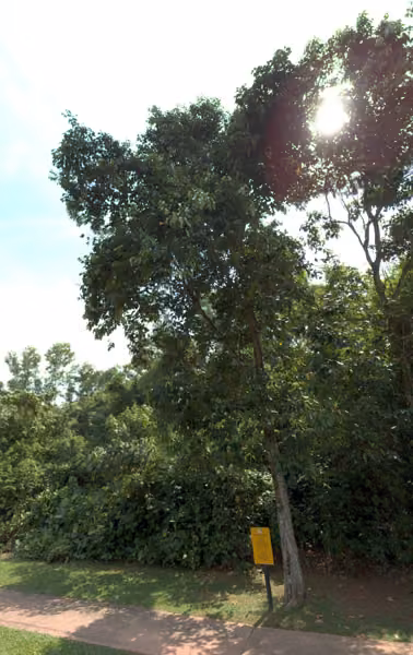 tree photo
