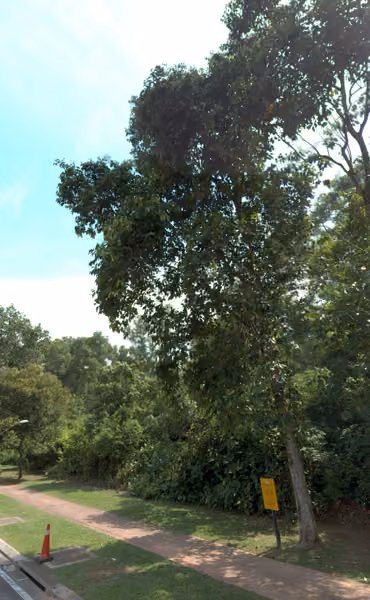 tree photo