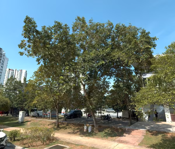 tree photo