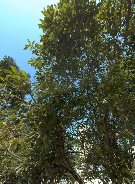 tree photo