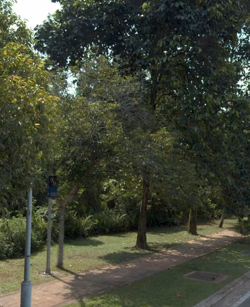tree photo
