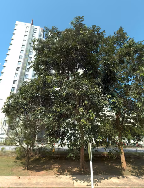 tree photo