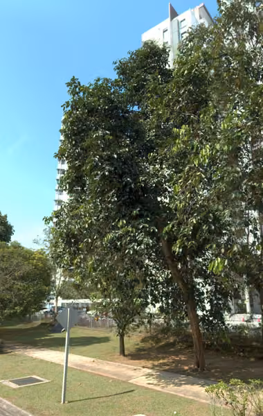 tree photo