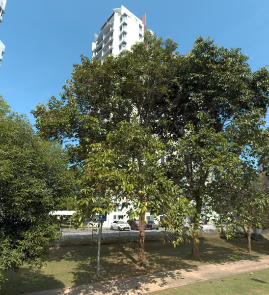 tree photo