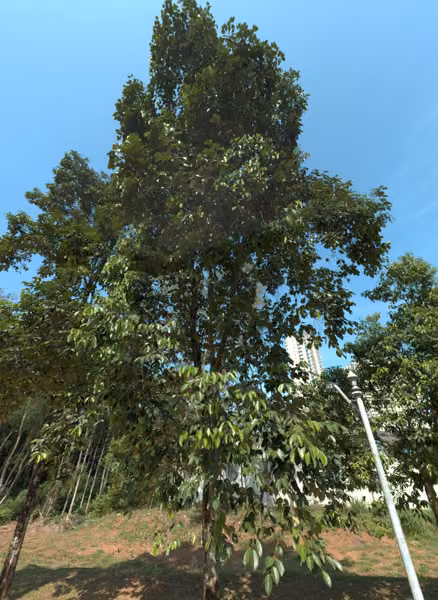 tree photo