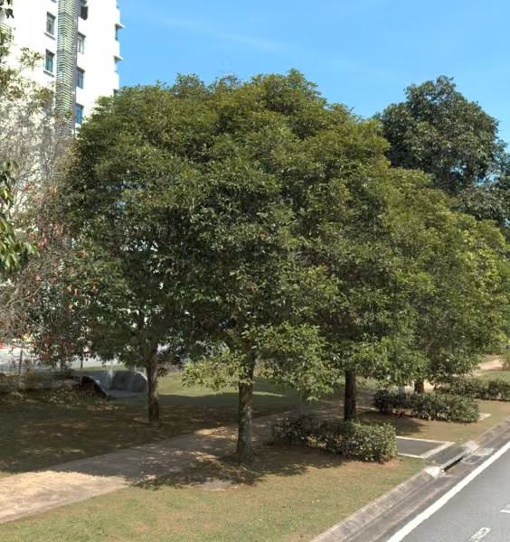 tree photo