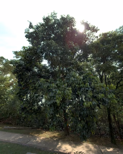 tree photo