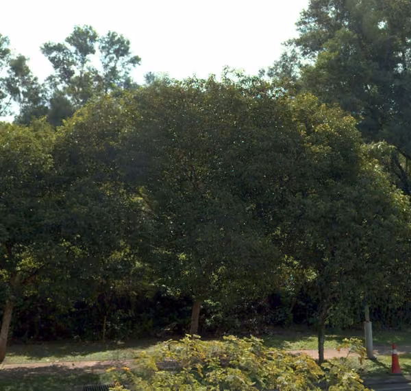 tree photo