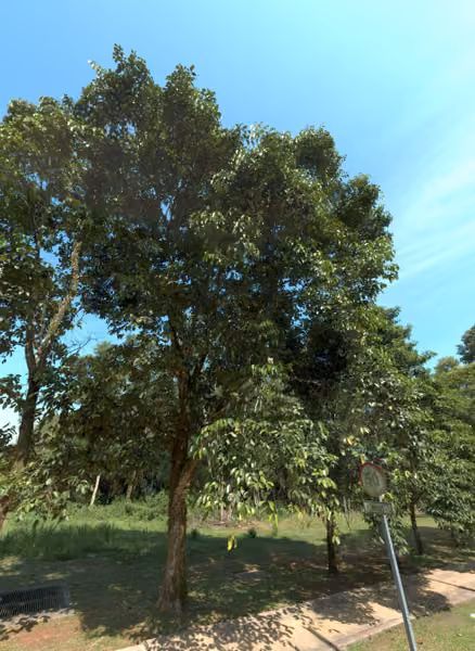 tree photo