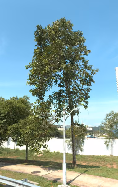 tree photo