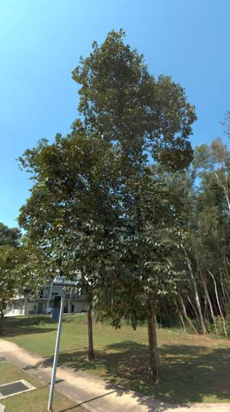 tree photo