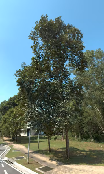 tree photo