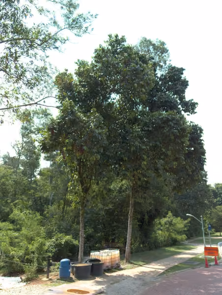 tree photo