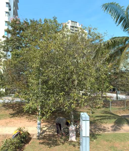 tree photo