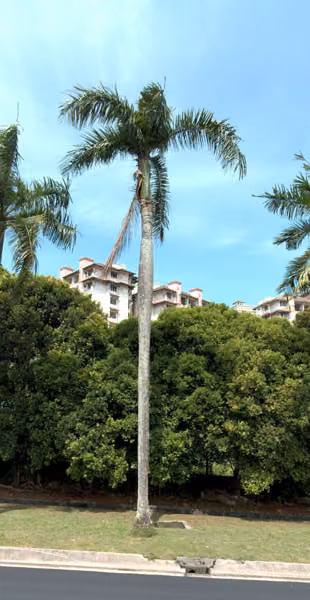 tree photo