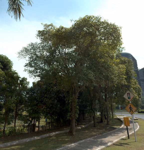 tree photo
