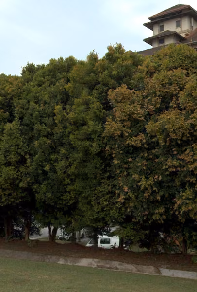 tree photo