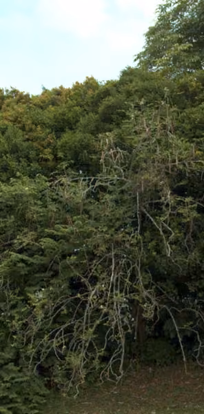 tree photo