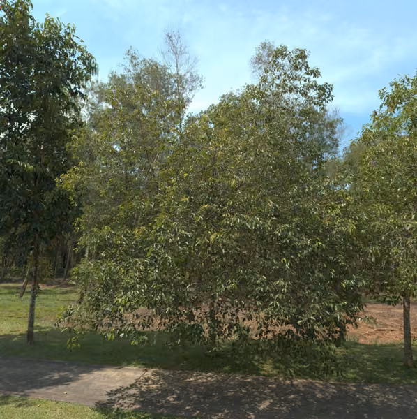 tree photo