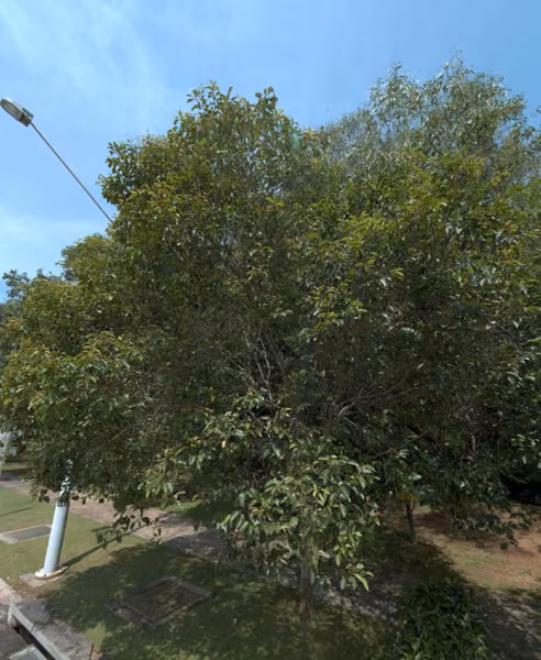 tree photo