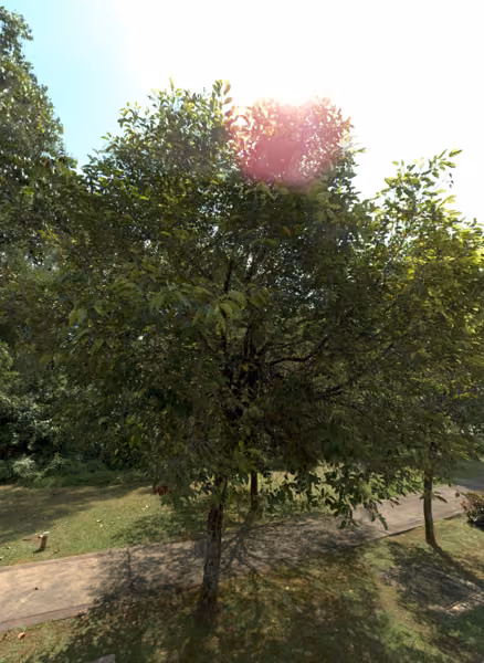 tree photo