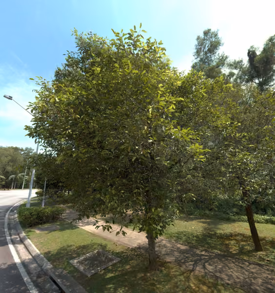 tree photo