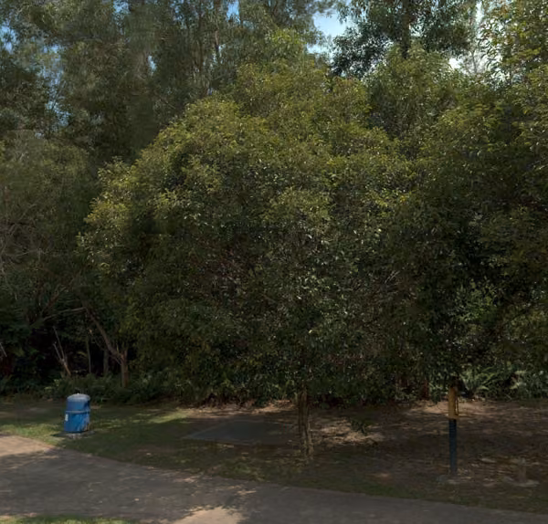 tree photo