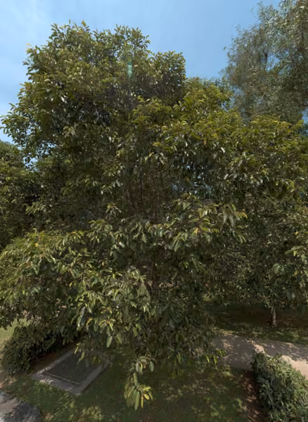 tree photo